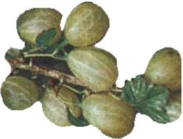 Gooseberry - nutritional information